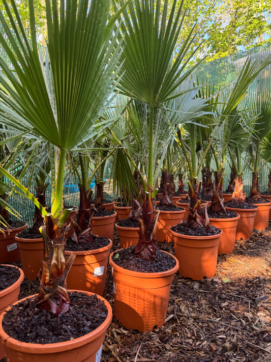 Washingtonia robusta