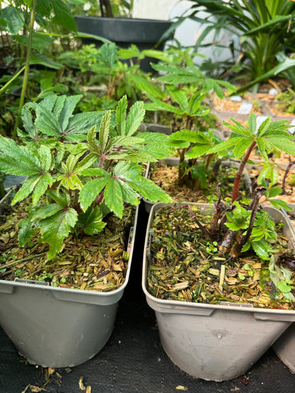 Begonia luxurians