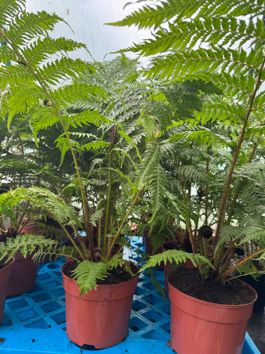 Large Cyathea cooperi – Tree fern