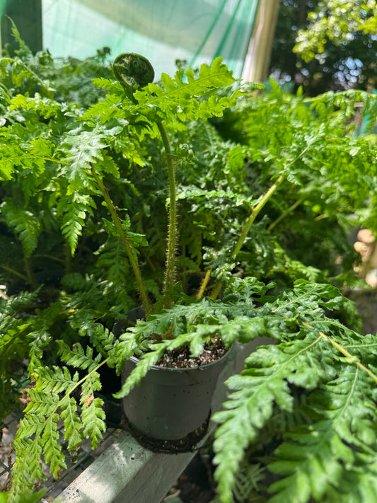 Cyathea × 'Aussie Larrikin' (Little Aussie Larrikin Tree Fern) – 12cm Pot