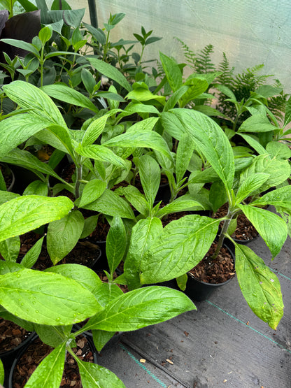 Echium Pininana - Blue Steeple  Large