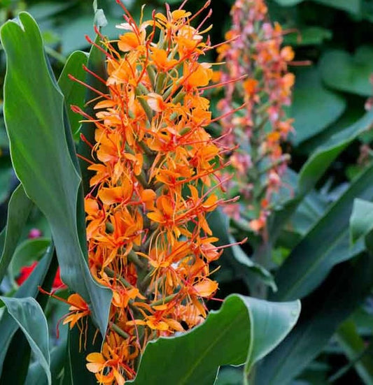 Hedychium coccineum ‘Tara’
