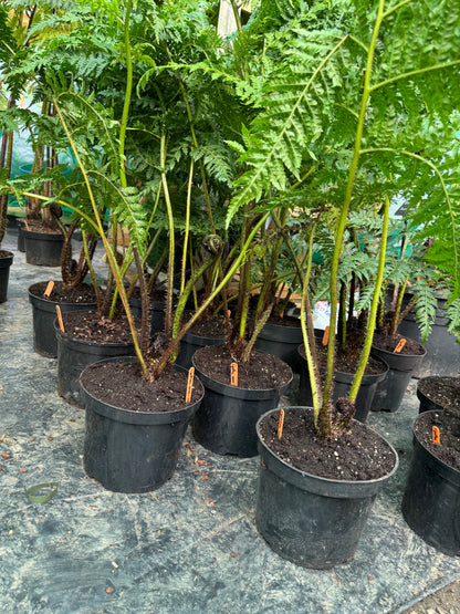 Cyathea nova-caledoniae ( Sphaeropteris novae-caledoniae )