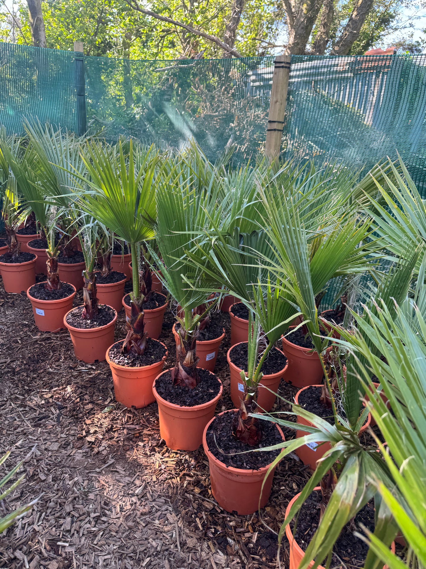 Washingtonia robusta