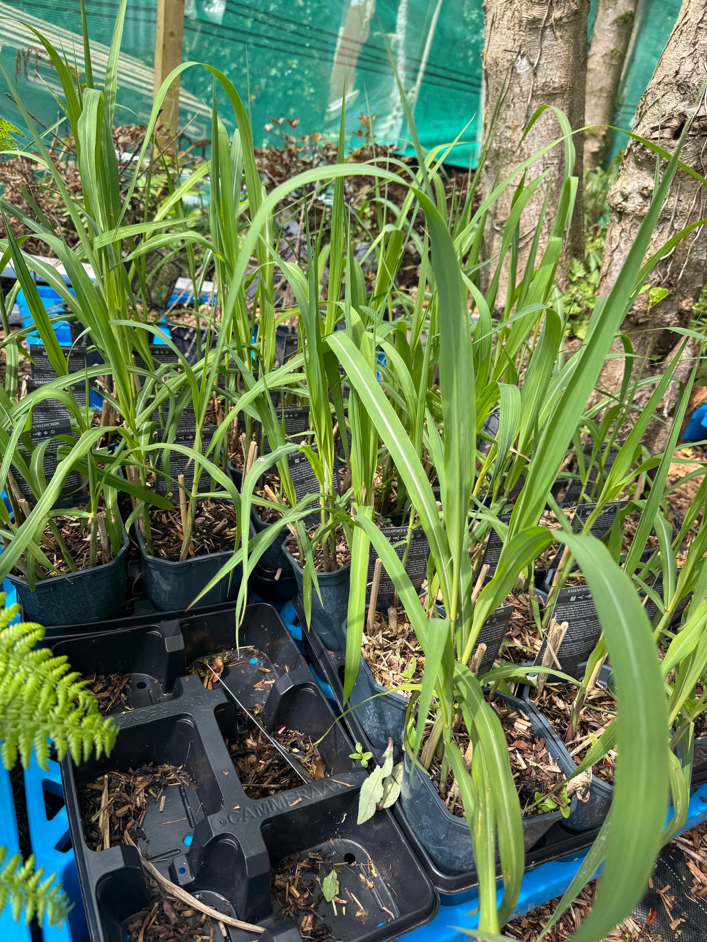 Miscanthus giganteus