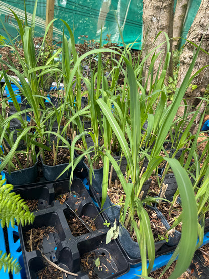 Miscanthus giganteus