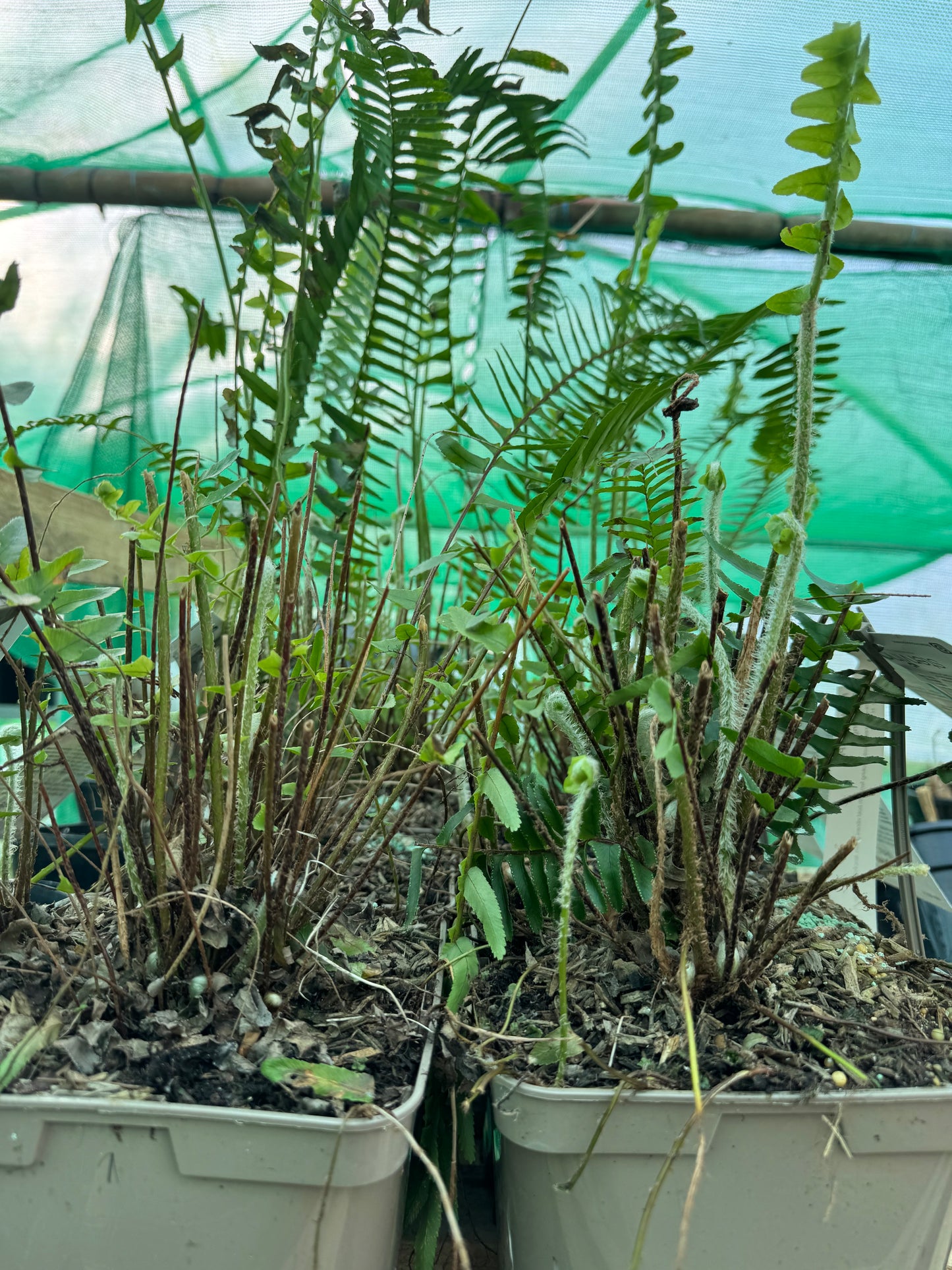 Nephrolepis ‘Arctic Jungle’