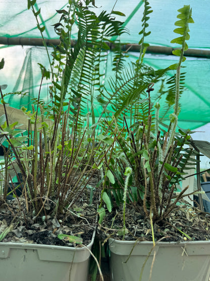 Nephrolepis ‘Arctic Jungle’