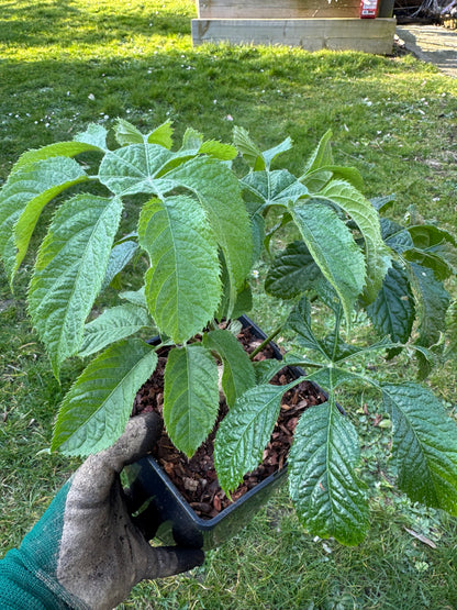 Brassaiopsis Fatsioides