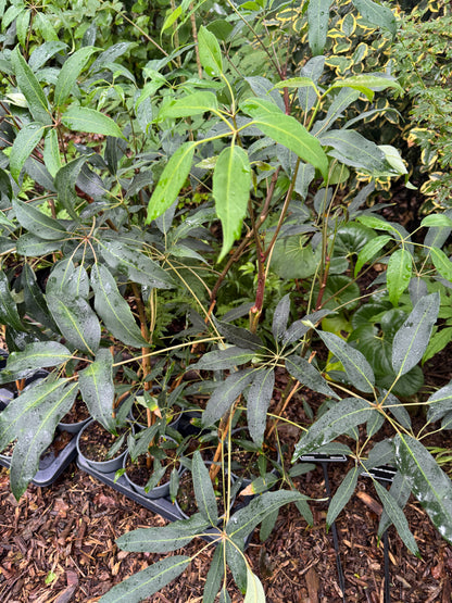 Schefflera alpina