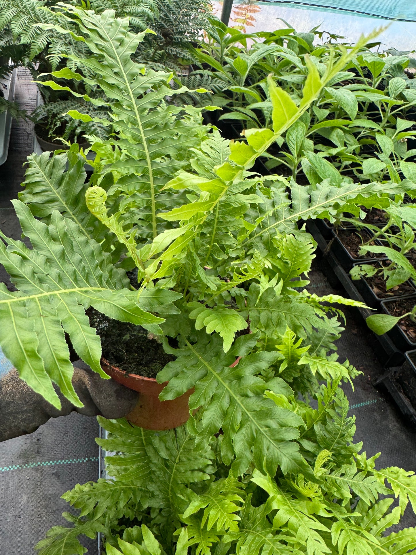 Blechnum gibbum ‘Silver Lady’