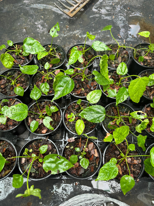 Fatsia polycarpa 'Megafatsia' 9cm pot