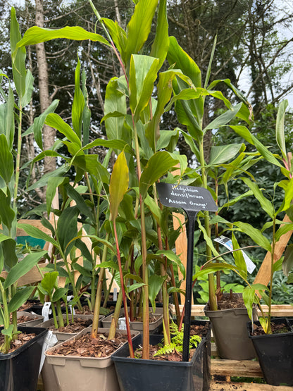 Hedychium densiflorum ‘Assam orange’ large pot