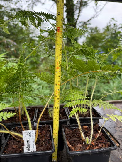 Cyathea medullaris 9cm pot