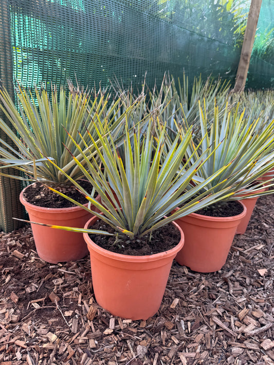 Yucca rigida