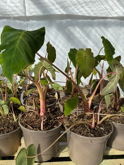 Colocasia ‘Pink China’