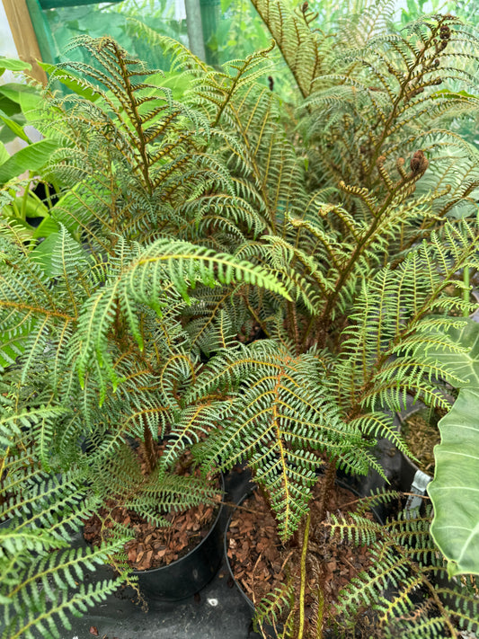Cyathea highland lace extra large
