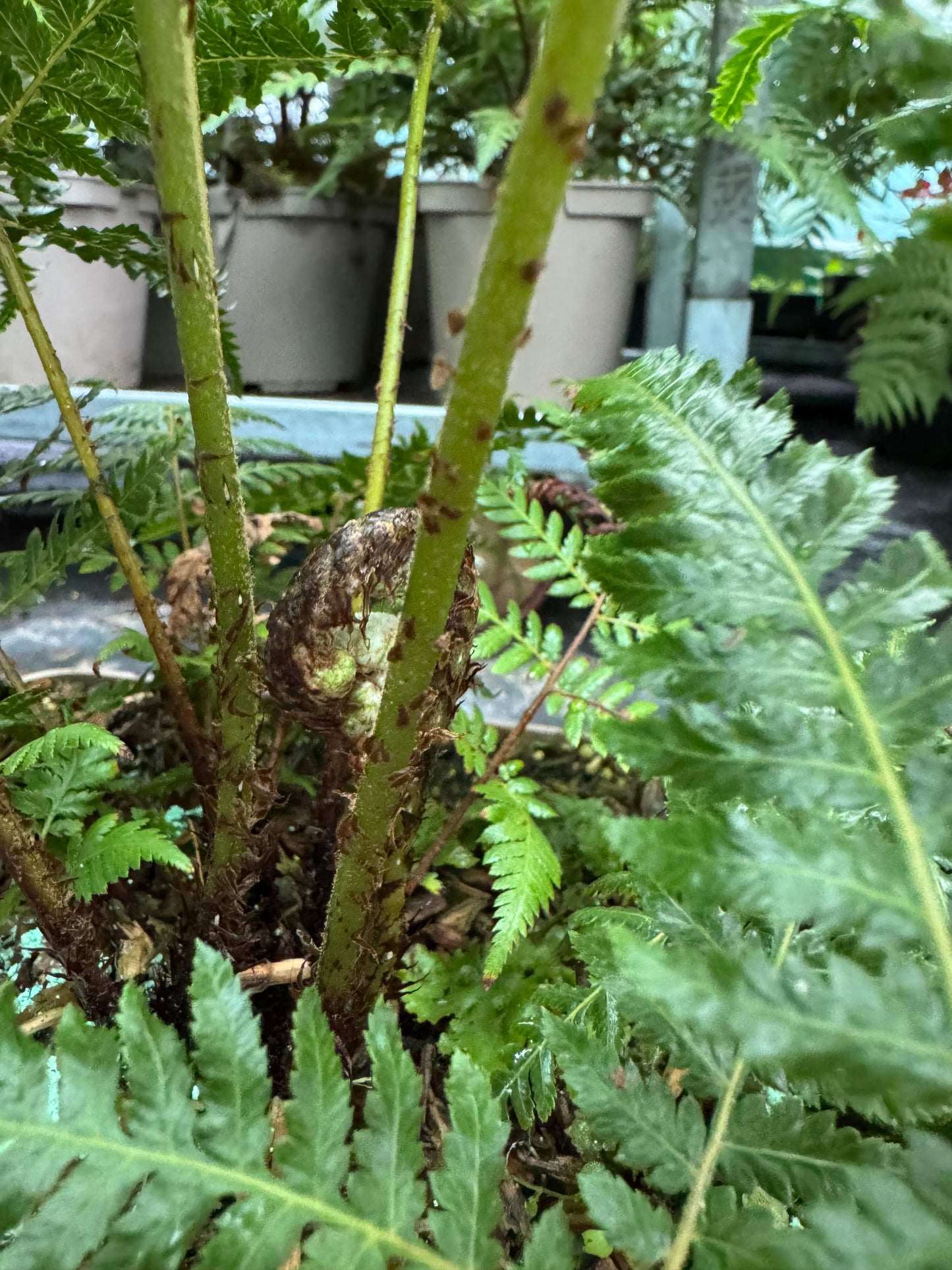 Cyathea dealbata medium