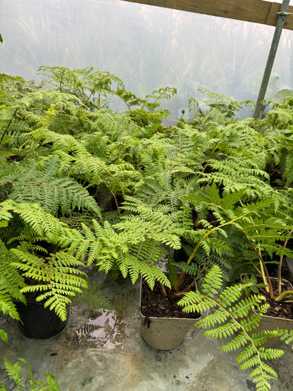 Cyathea medullaris medium