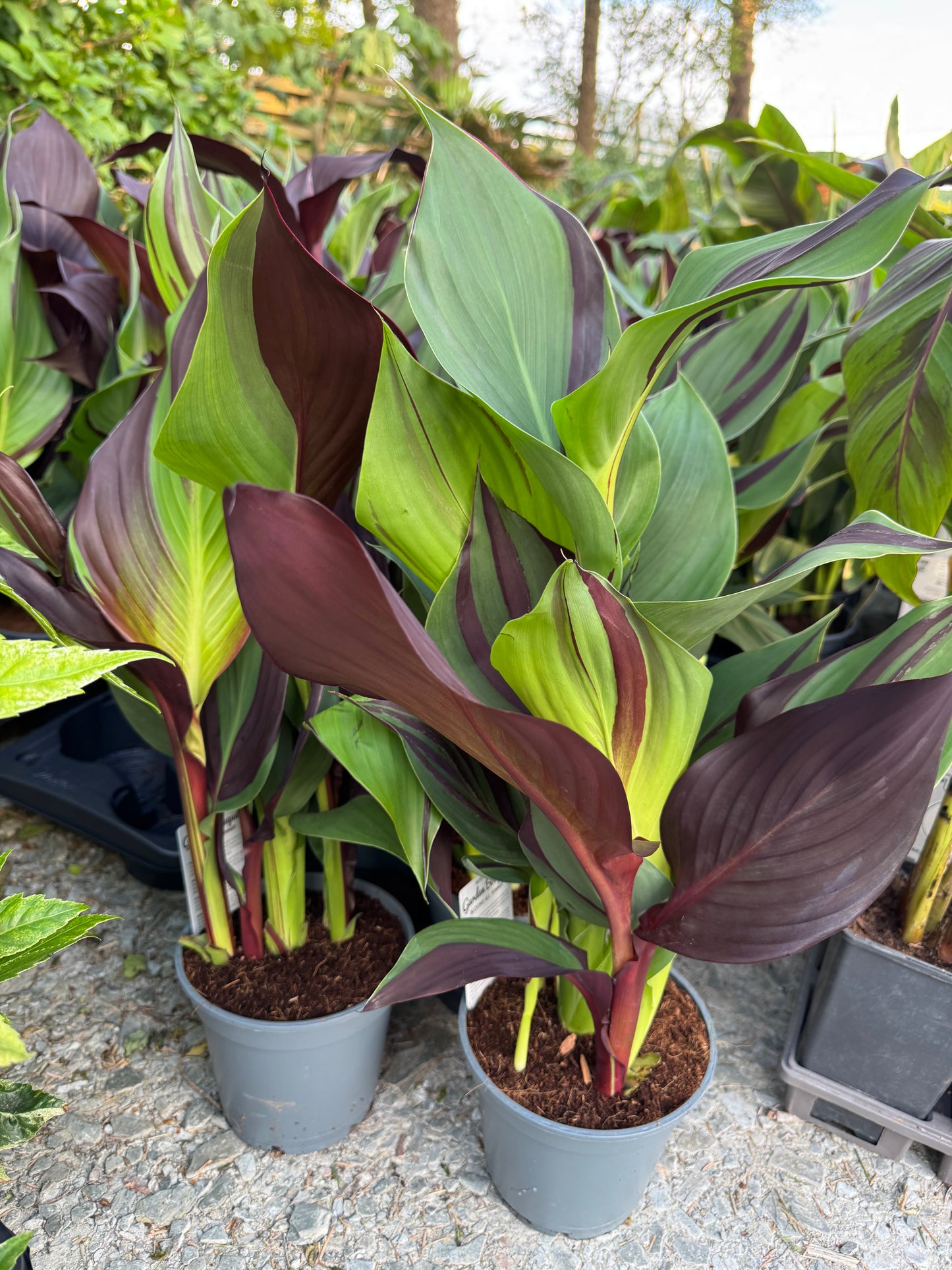 Canna ‘Cleopatra’