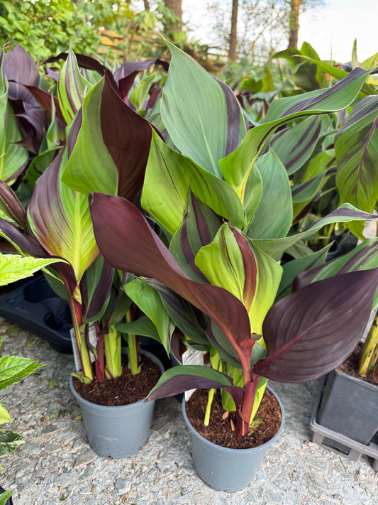 Canna ‘Cleopatra’