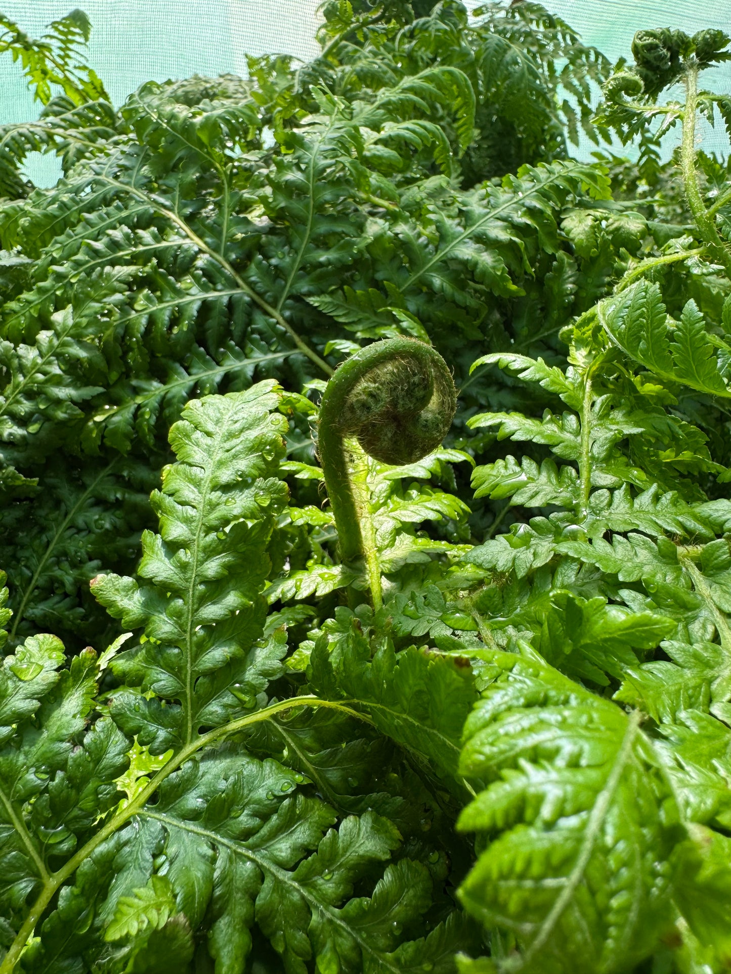 Cyathea × 'Aussie Larrikin' (Little Aussie Larrikin Tree Fern) – 12cm Pot