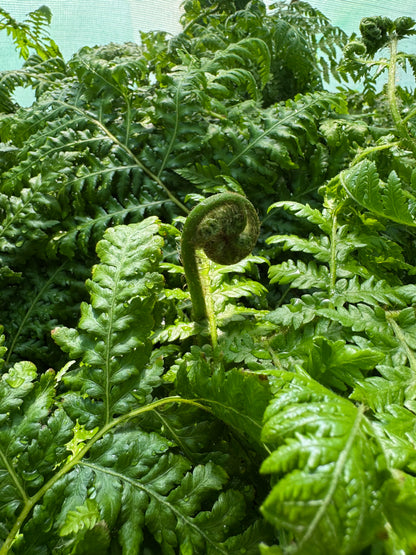 Cyathea × 'Aussie Larrikin' (Little Aussie Larrikin Tree Fern) – 12cm Pot