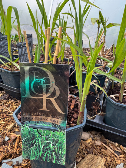 Miscanthus giganteus