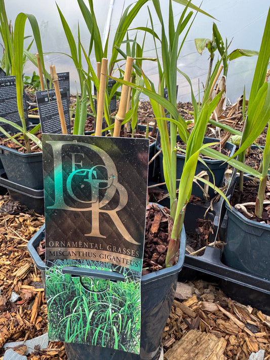 Miscanthus giganteus