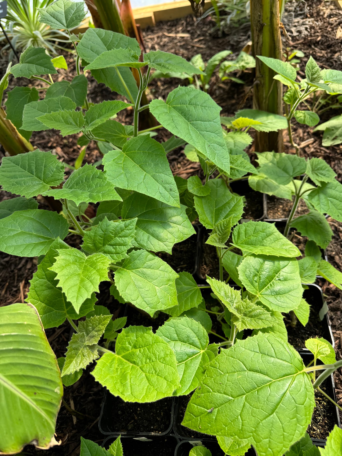 Paulownia Shan Tong