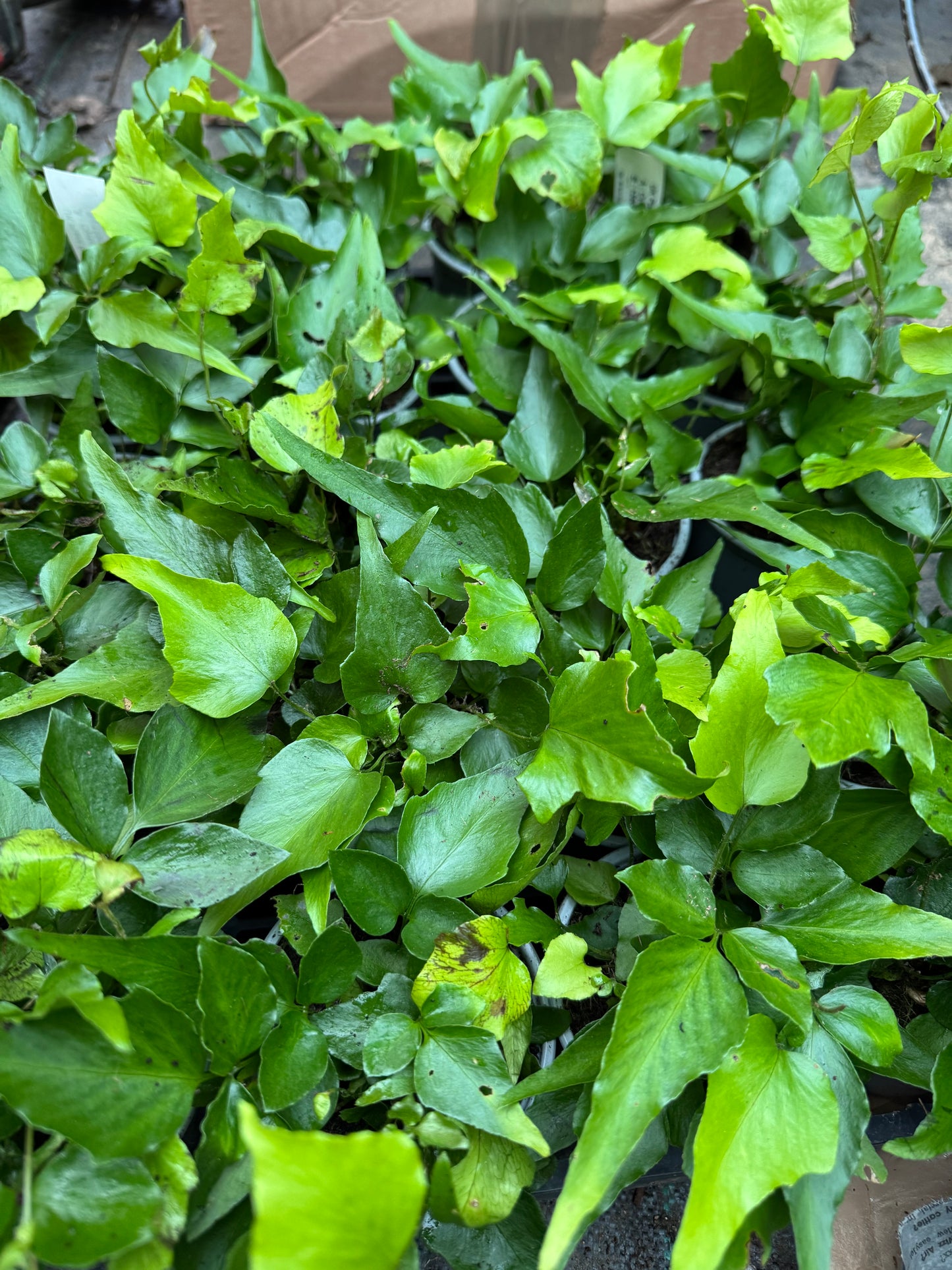 Cyrtomium devexiscapulae