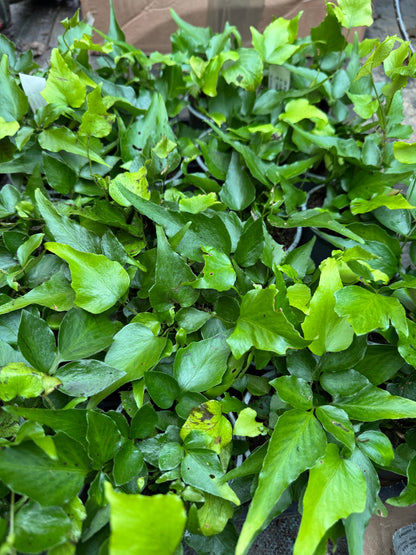 Cyrtomium devexiscapulae