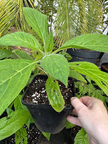 Echium Pininana - Blue Steeple  Large