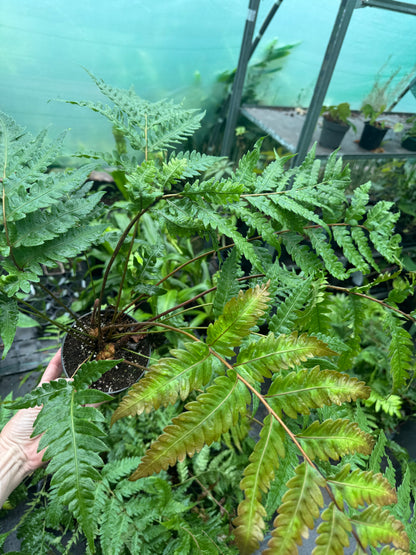 Woodwardia unigemmata (Jewelled Chain Fern)