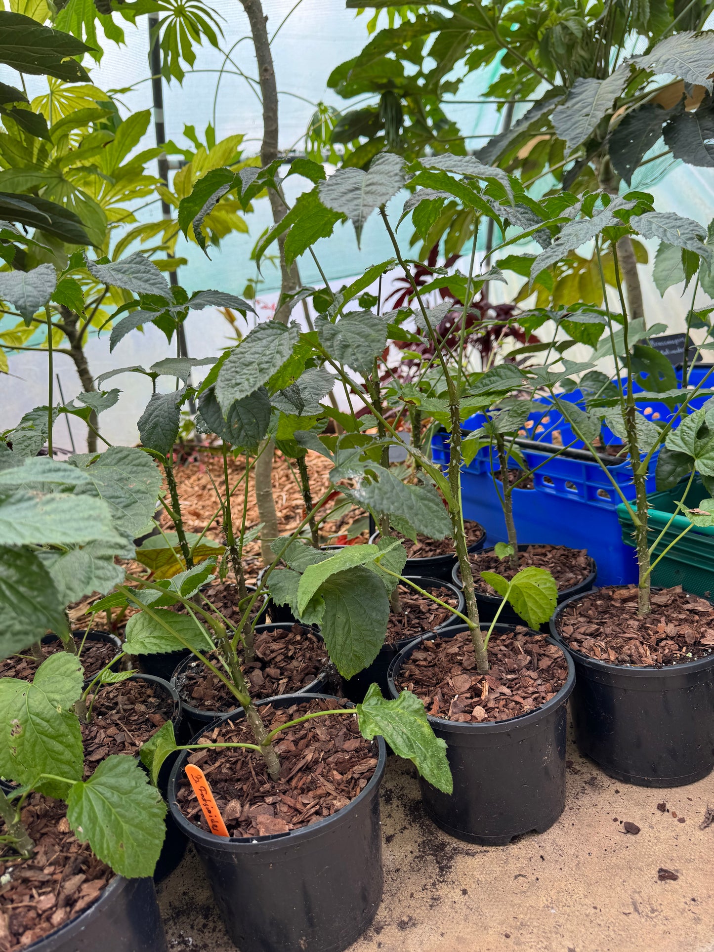 Brassaiopsis Fatsioides