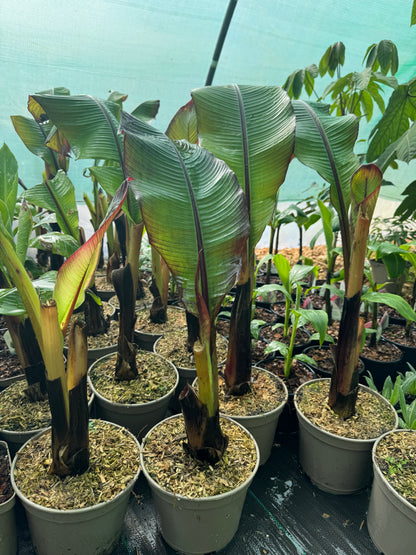 Ensete ventricosum maurelii (Large)