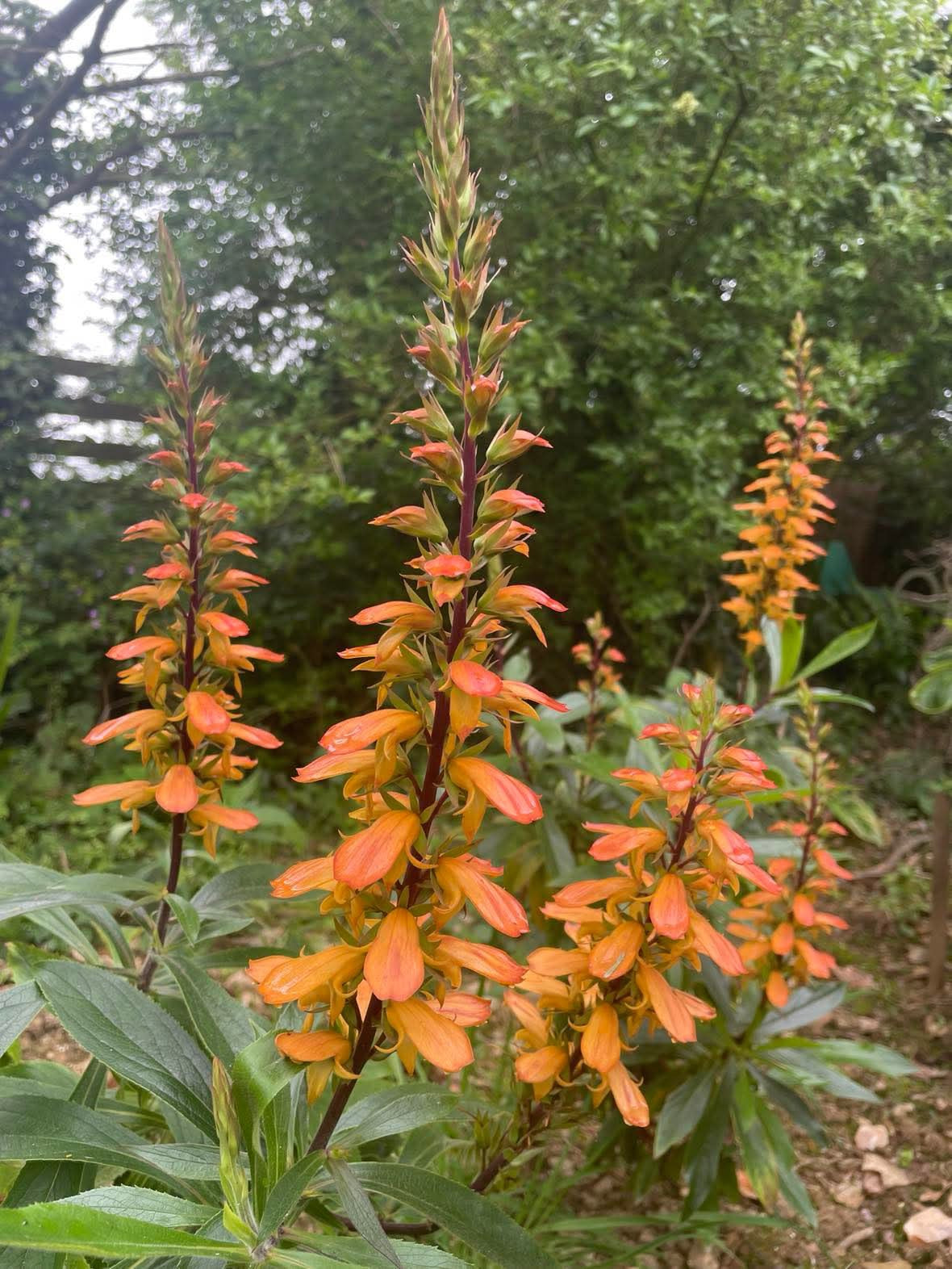 Isoplexis Canariensis