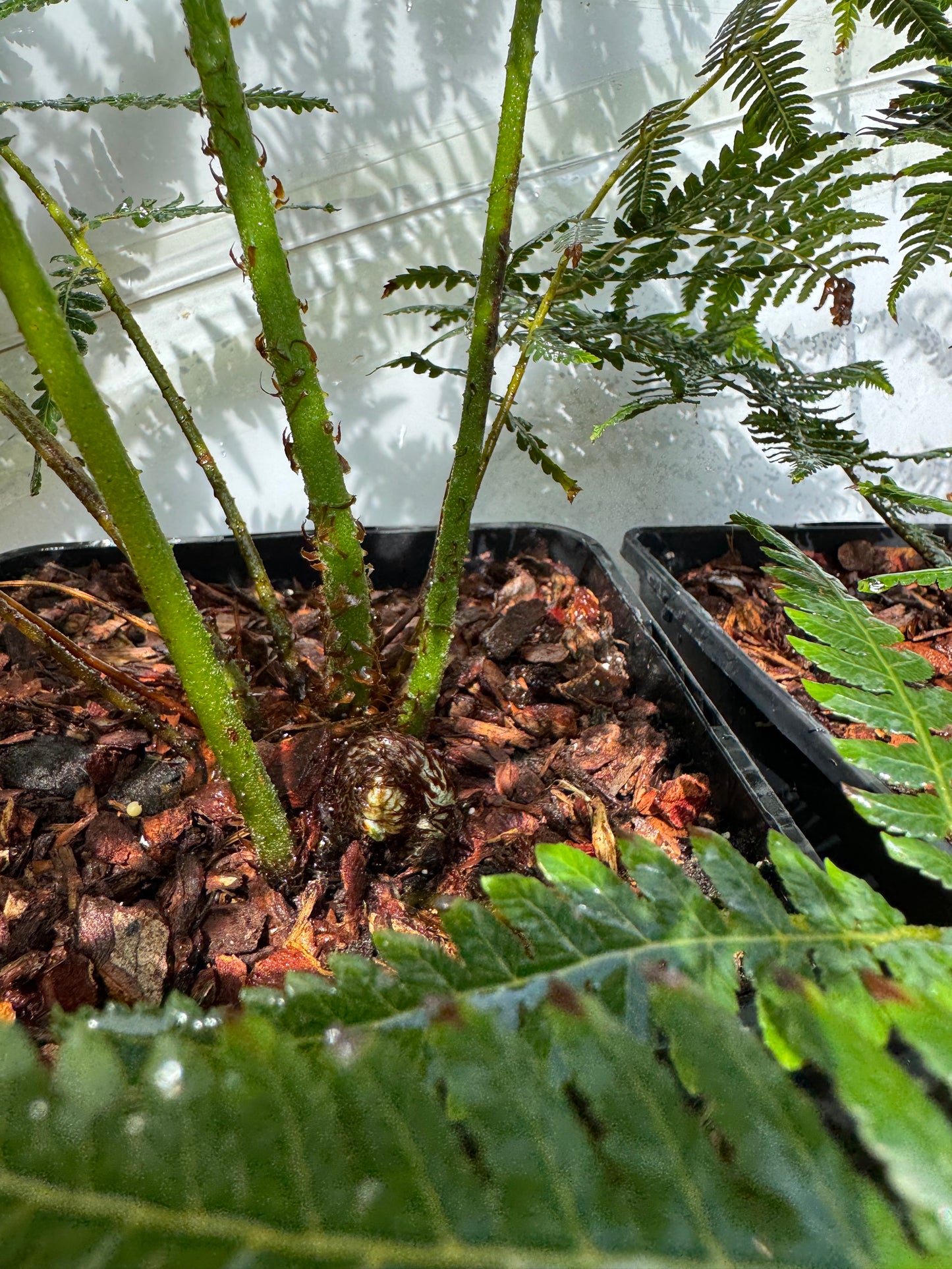 Cyathea australis, Alsophila australis