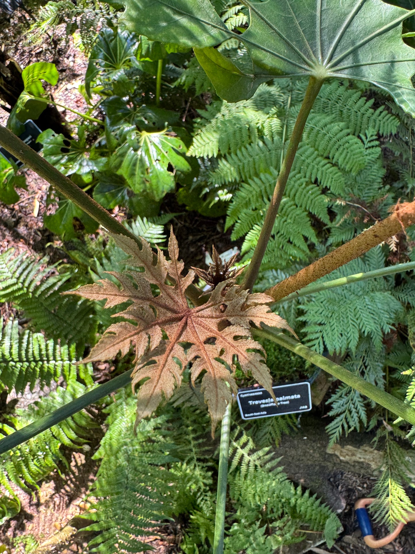 Trevesia palmata (Snowflake Tree)