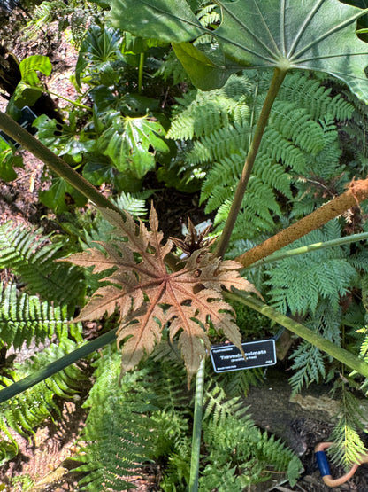 Trevesia palmata (Snowflake Tree)