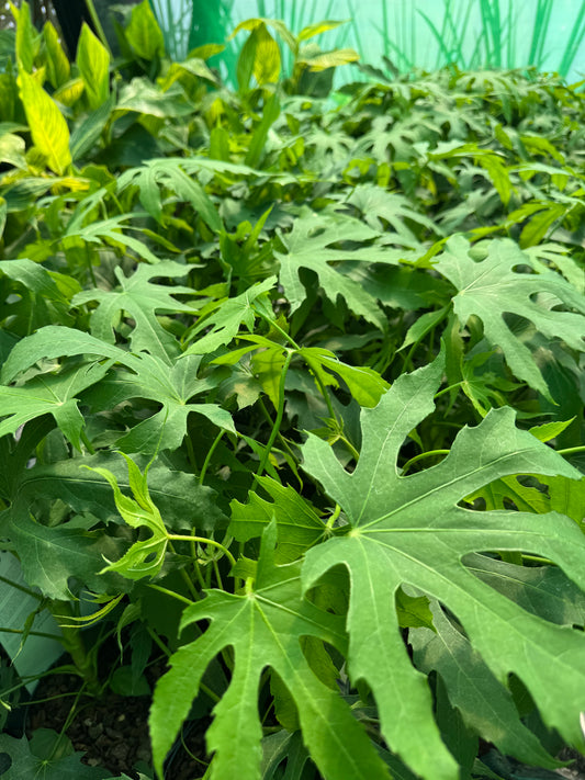 Close-up of a leafy green plant with large, deeply lobed palmate leaves growing outdoors.