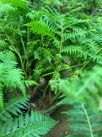 Cyathea brownii medium