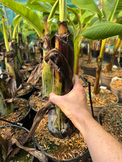 Large Ensete glaucum Snow banana