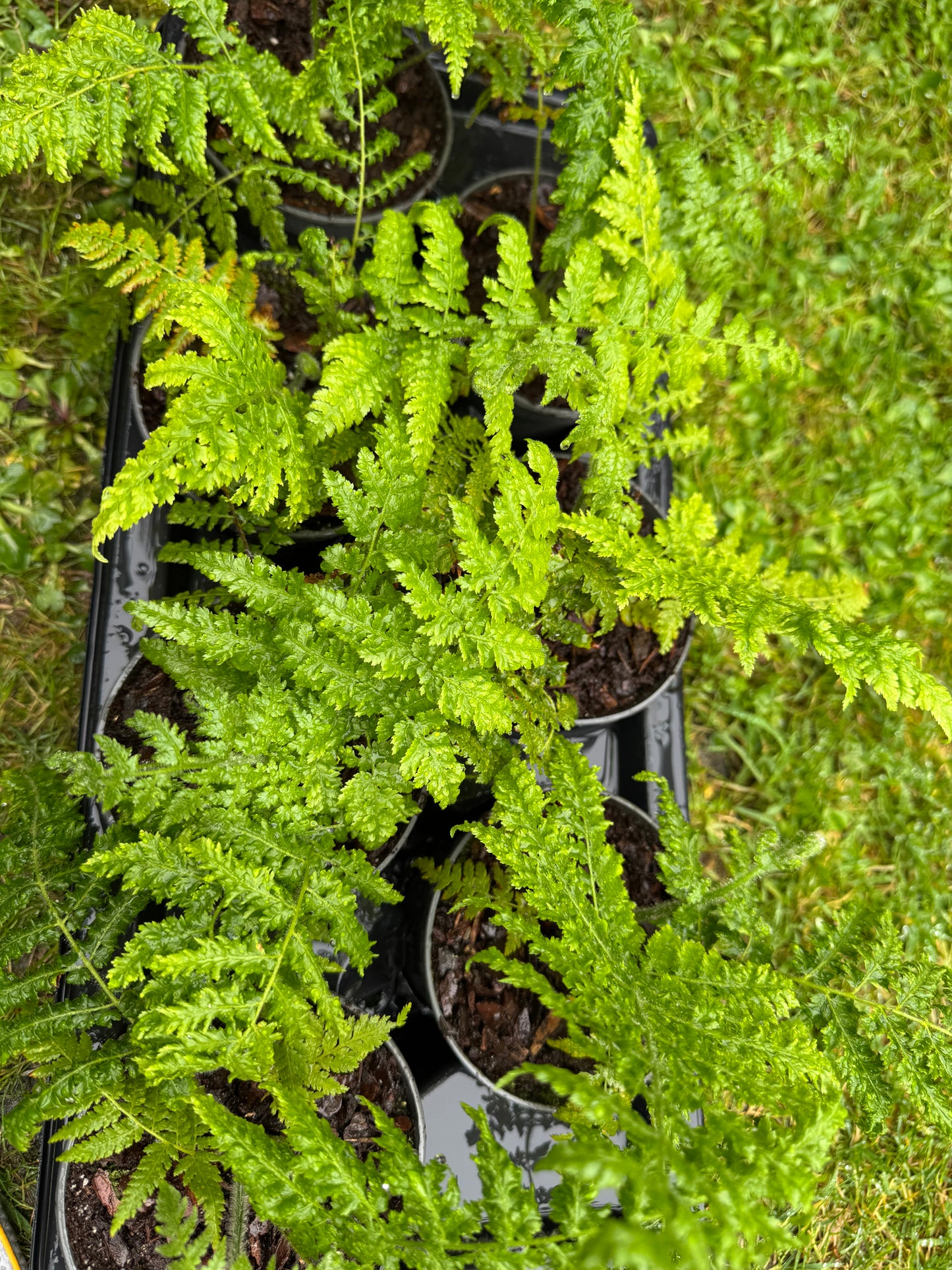 Cibotium schiedei