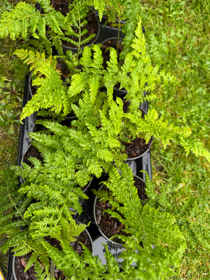 Cibotium schiedei
