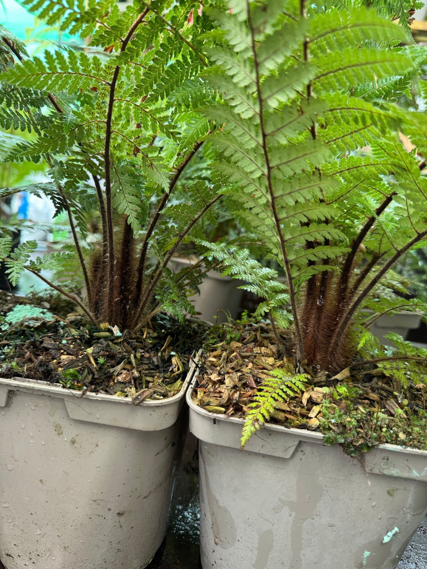Dicksonia squarrosa