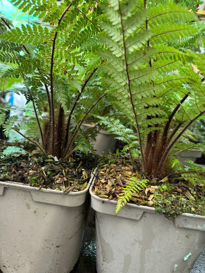 Dicksonia squarrosa