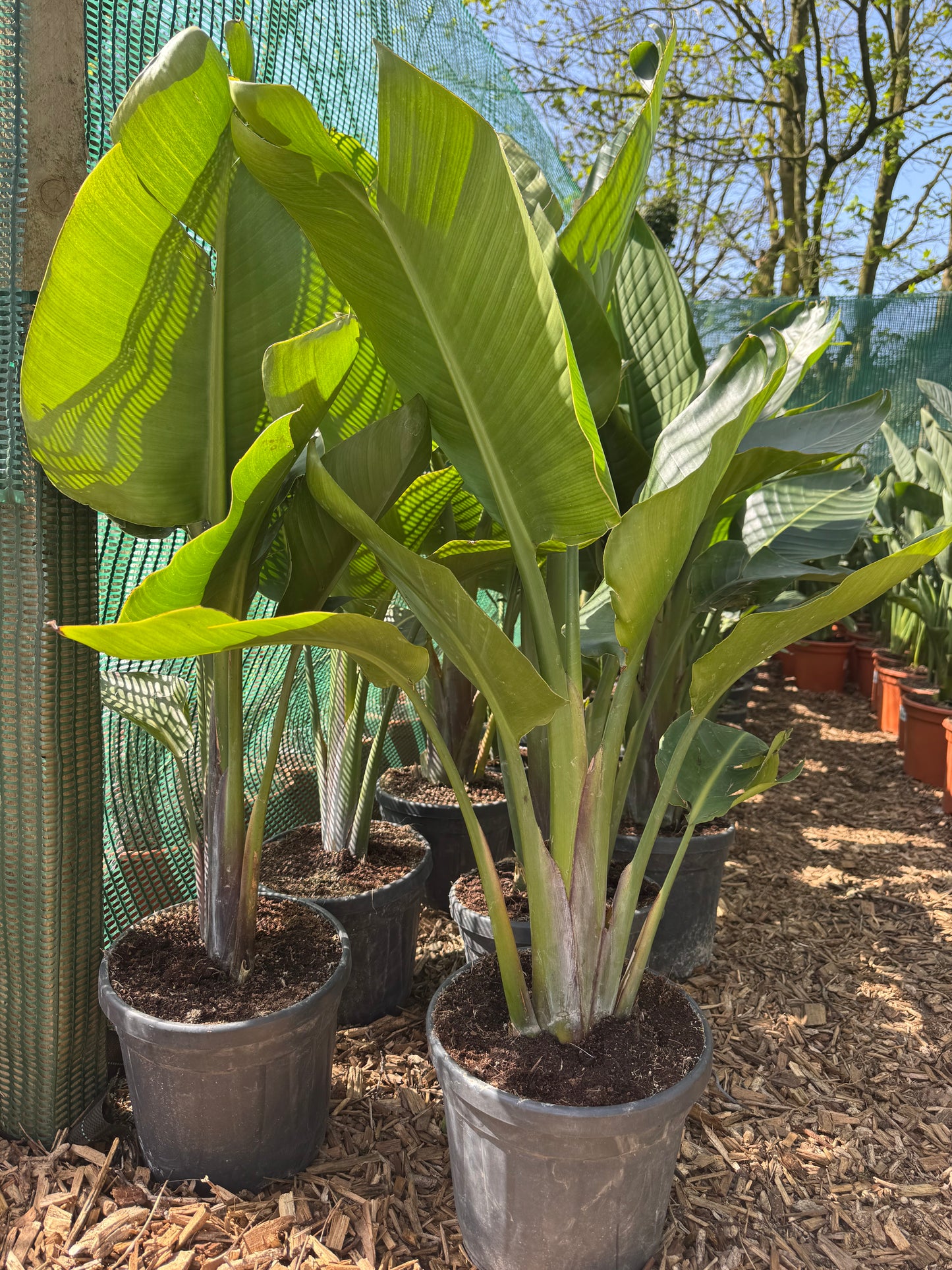 Strelitzia augusta