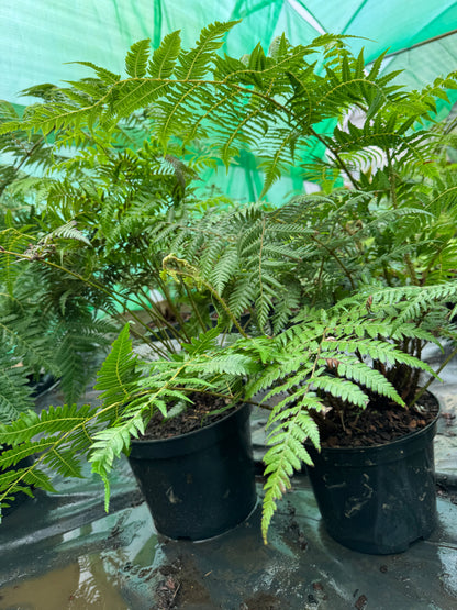 Cyathea dealbata Large