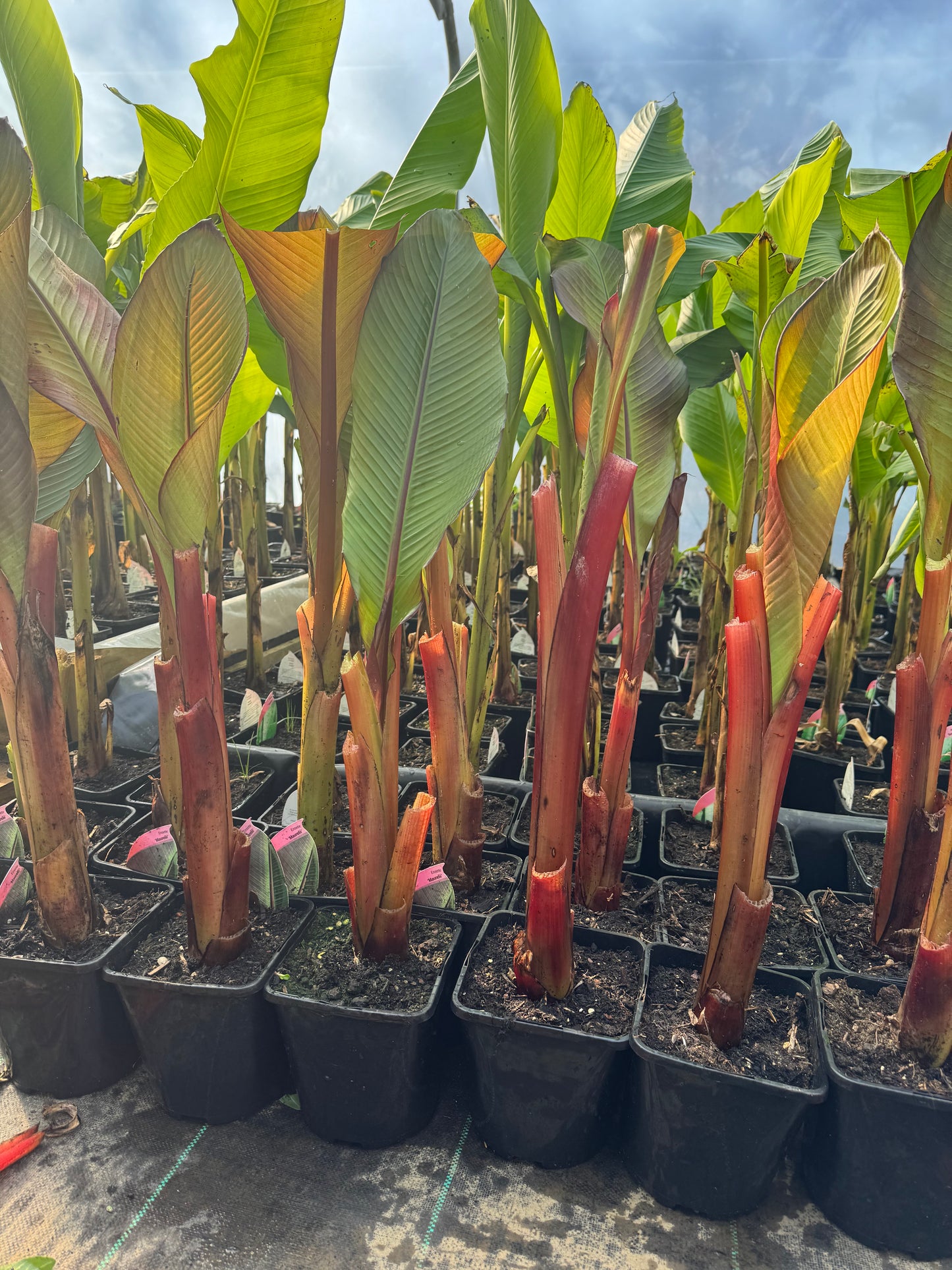Ensete ventricosum maurelii medium
